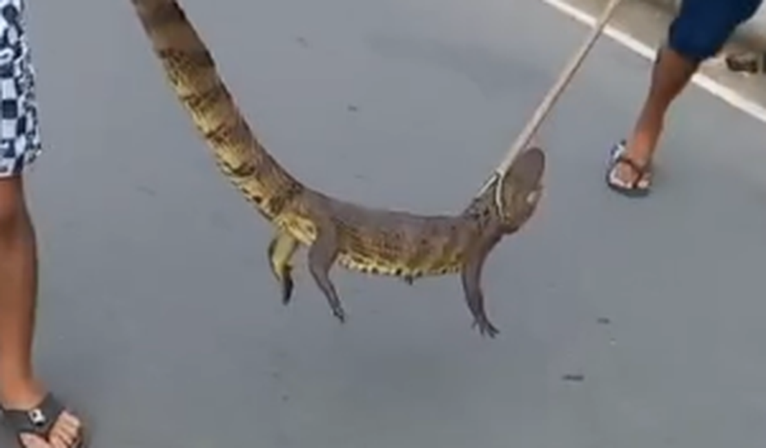 VÍDEO: Jacaré que estava perto de residências é resgatado por moradores em Arapiraca