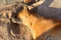 Animais voltam a ser mortos por envenenamento em residencial no bairro Bom Sucesso