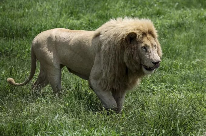 Leão mata homem que tentava domesticá-lo no Iraque