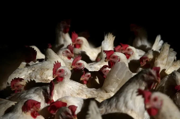 Brasil registra 122 mil casos de canibalismo entre frangos em 2025