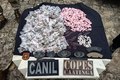 Cadelas Policiais K9 ajudam a apreender drogas no Conjunto Frei Damião, em Arapiraca