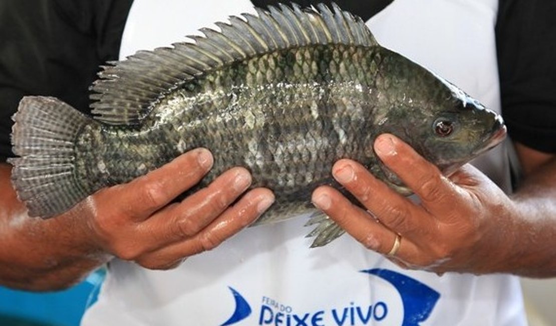 Feira do Peixe Vivo vai comercializar três toneladas de pescado