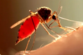 Como mosquitos machos atacam fêmeas e evitam armadilhas