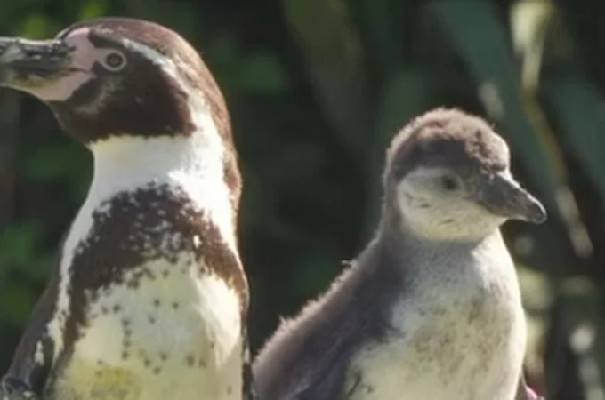 Casal de pinguins do mesmo sexo choca ovo de espécie em extinção