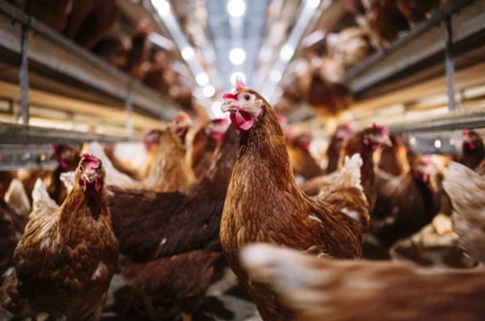 Goiás confirma 1º caso de gripe aviária em galinhas criadas em quintal