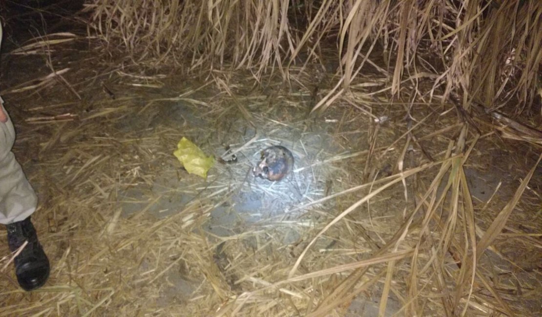 Crânio humano é achado às margens da Rodovia AL-220