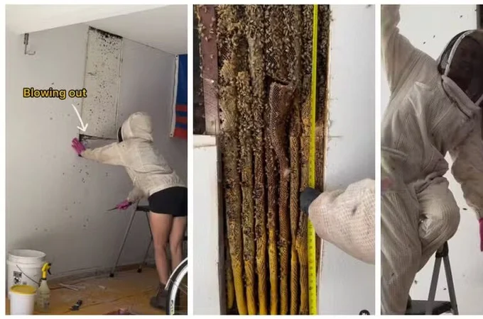 Influenciadora descobre colmeia com 80 mil abelhas e retira 22kg de Mel