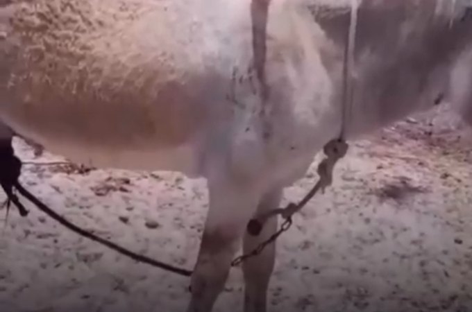 Caso de maus-tratos contra animais causa revolta em comunidade de Porto da Folha