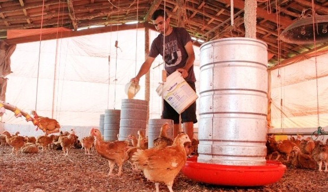 Programa de Avicultura Familiar de AL deve ser implantado na Paraíba