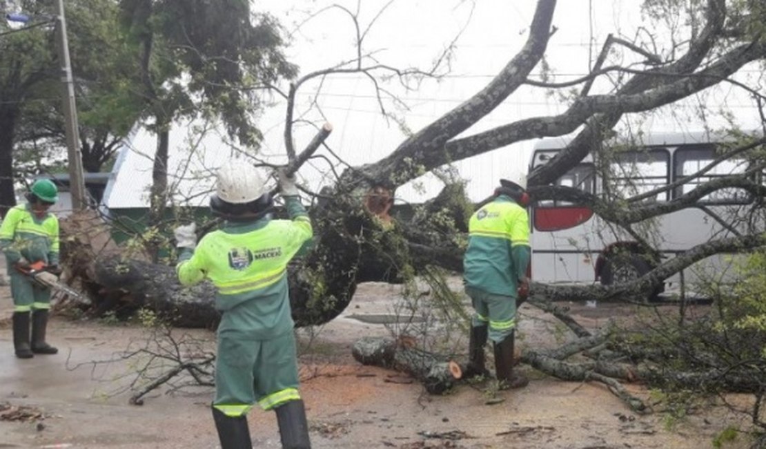 Chuvas derrubam árvores em Maceió e causam transtornos em bairros