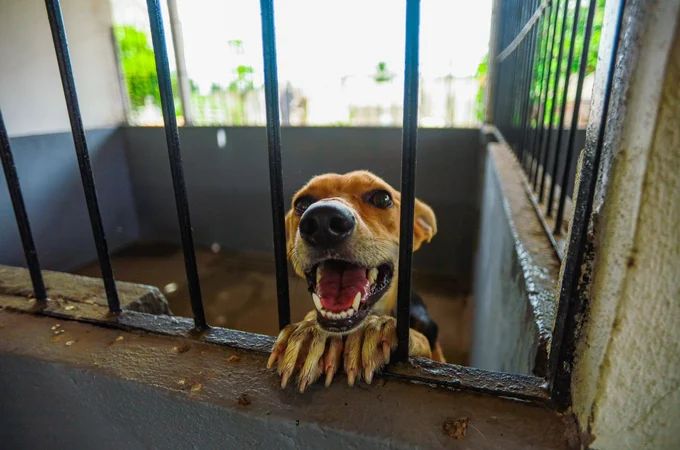 Meu Amigo Pet inicia mutirão voltado a tutores de baixa renda em Arapiraca