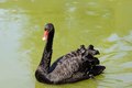 Cisne negro testou positivo para gripe aviária em MG