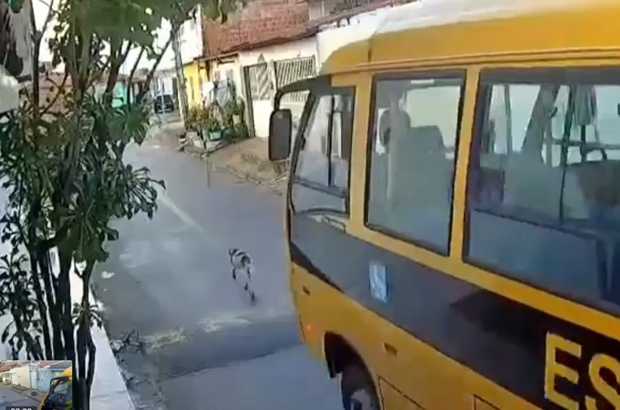 Câmera flagra ônibus escolar atropelando cachorro em Marechal Deodoro; assista