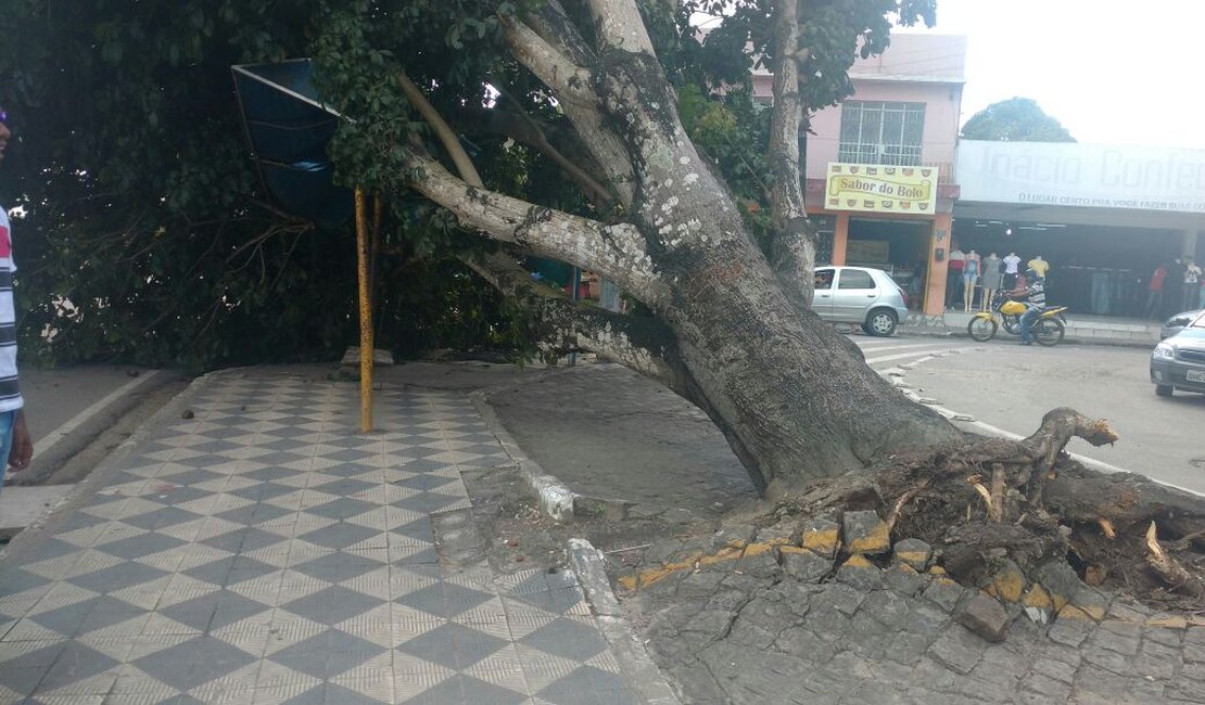 Árvore tomba e deixa trânsito lento na área central de Arapiraca