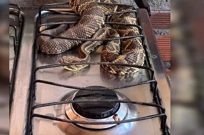 Homem encontra cobra cascavel em cima do fogão