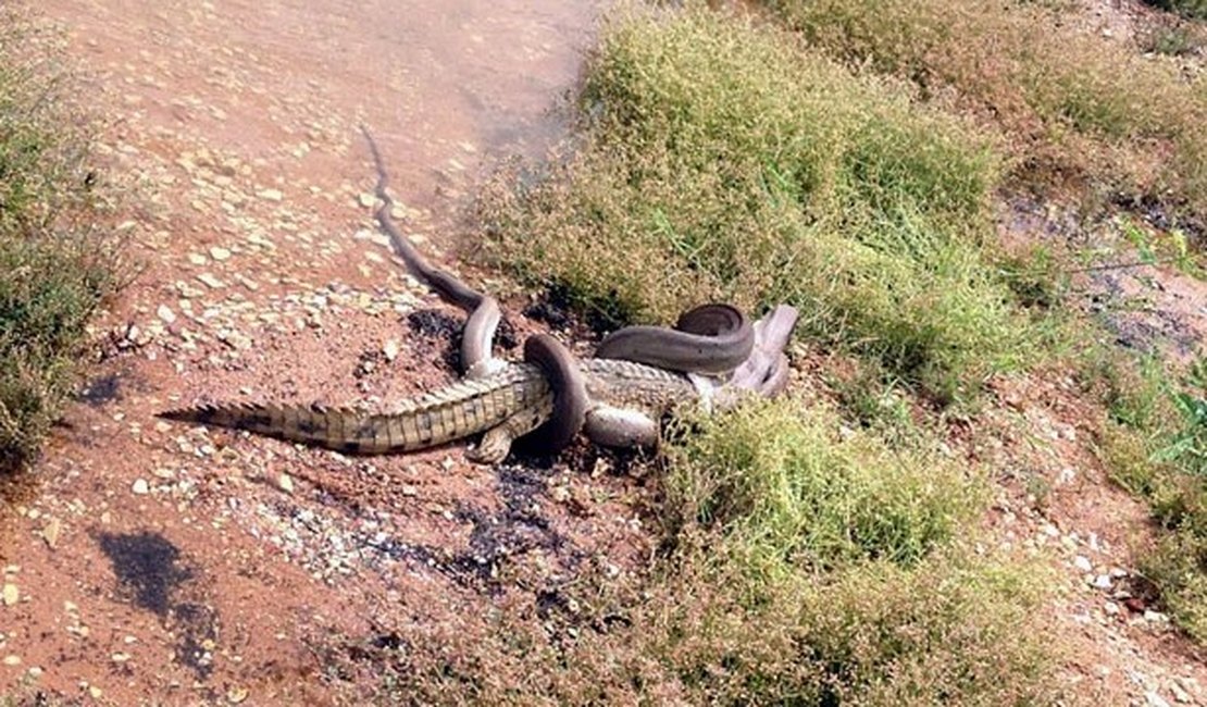 Píton vence batalha e devora crocodilo na Austrália