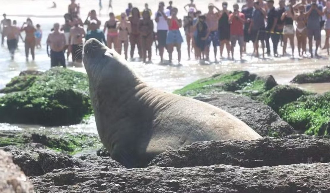 Elefante-marinho é visto 'camuflado' descansando em praia de Niterói