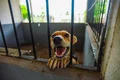 Meu Amigo Pet inicia mutirão voltado a tutores de baixa renda em Arapiraca
