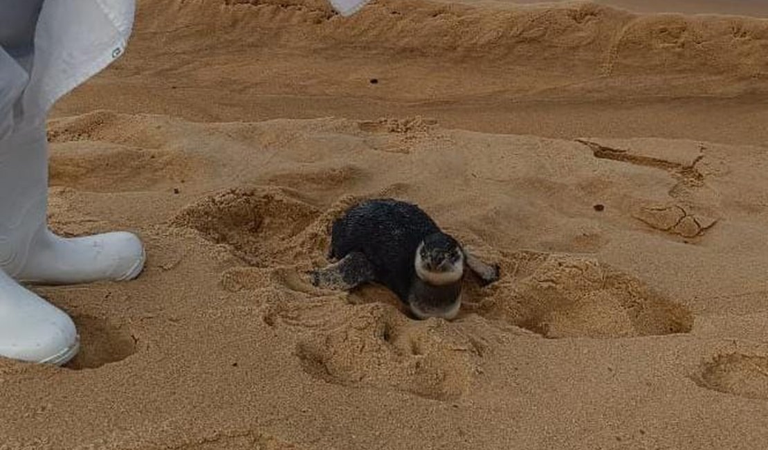 VÍDEO: Pinguim é resgatado com vida na Praia do Gunga, em Roteiro