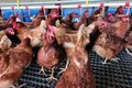 Adeal mantém protocolo de prevenção a casos suspeitos de gripe aviária