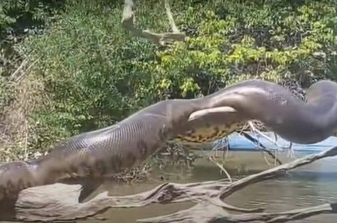 Vídeo de 'anaconda brasileira' tomando sol se torna viral internacional