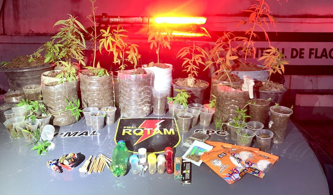 ROTAM apreende pés de maconha e prende suspeito por tráfico de drogas em Satuba