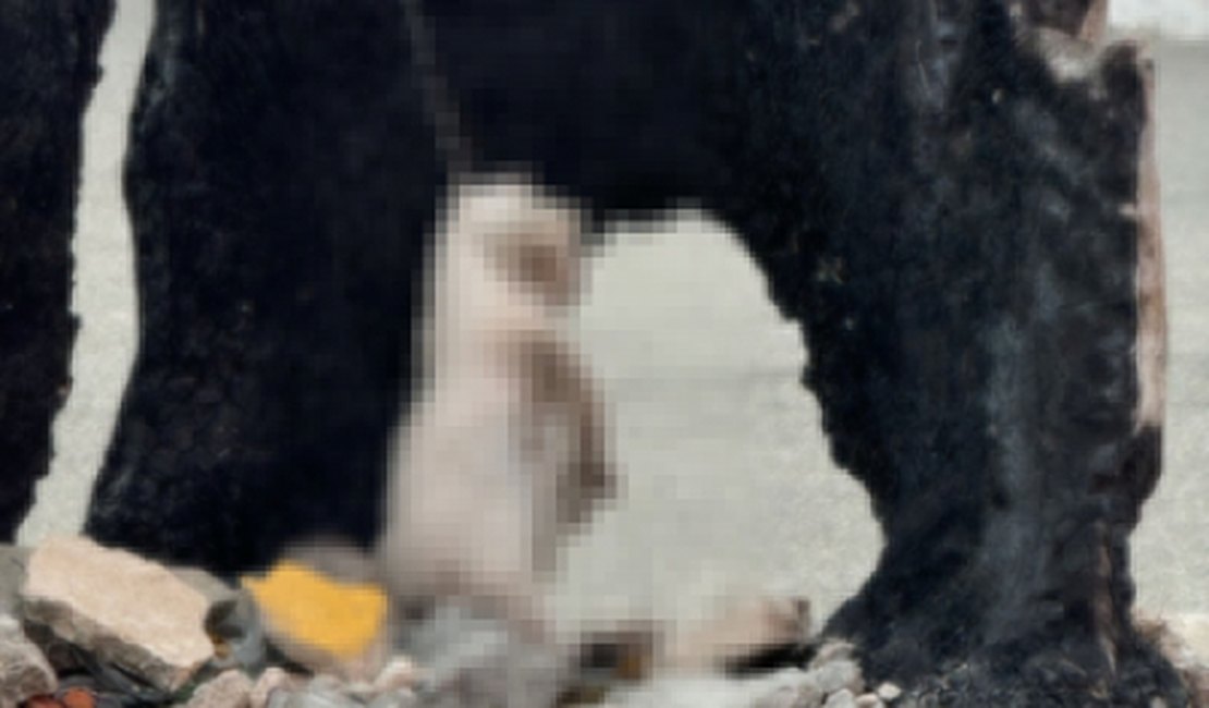 Gato é enforcado com fio em praça de Piaçabuçu