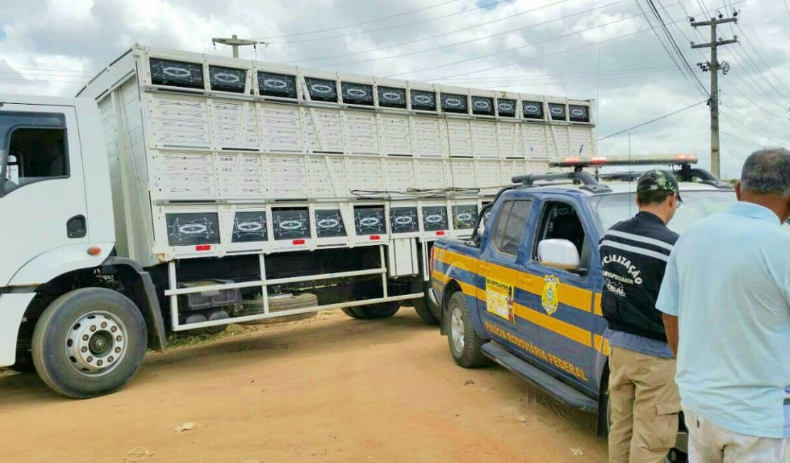 Polícia e Ibama flagram carga de melaço em embalagens de agrotóxicos em Feira Grande