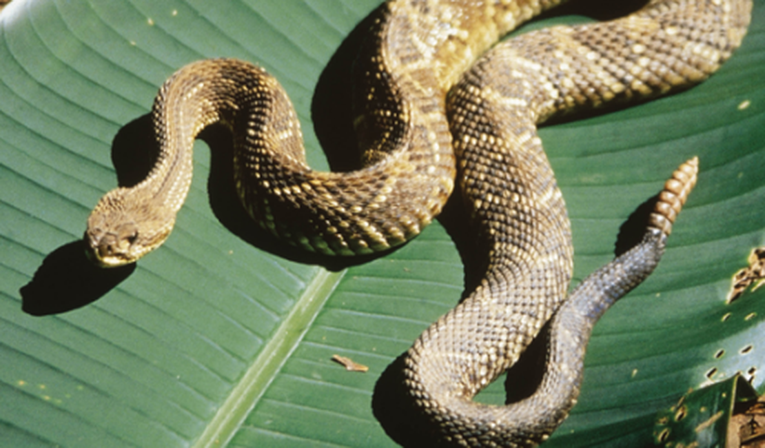 Três pessoas foram internadas vítimas de picada de cobras neste fim de semana em Alagoas