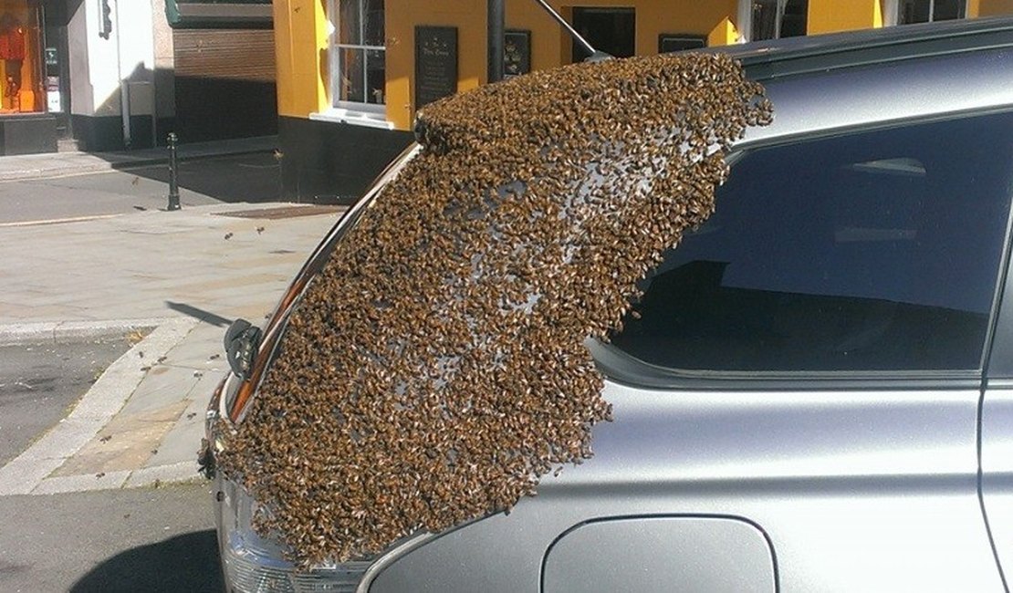 Rainha fica presa em porta-malas e 20 mil abelhas 'atacam' carro