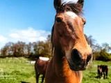 Alagoas já soma 65 mortes de cavalos ligadas ao consumo de ração contaminada