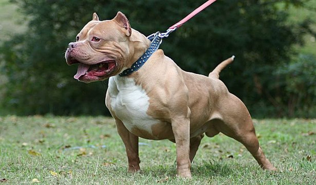 Traficante solta Pit Bull para cima de guarnição da PM