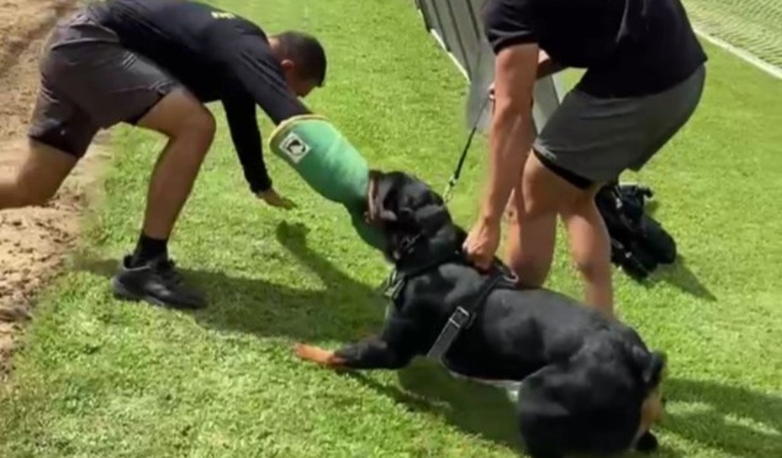Para reforçar segurança durante jogos, 3º Batalhão realiza treinamento com cães no Estádio Coaracy da Mata Fonseca em Arapiraca