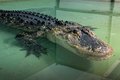 Menino compra peixe pela internet e recebe crocodilo em risco de extinção