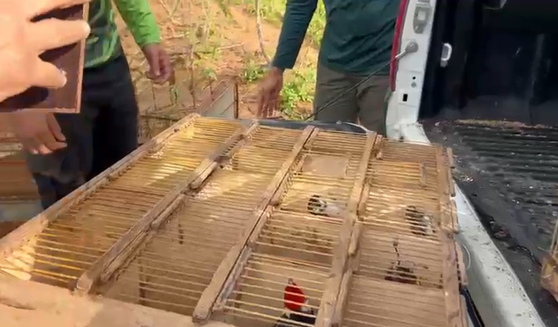 Vinte e seis animais silvestres são resgatados de maus-tratos em feira de Palmeira dos Índios