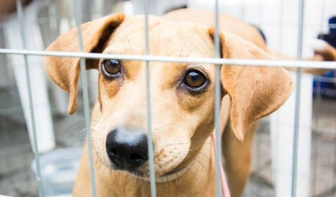 OAB-AL promove feira de adoção de animais no sábado (3), em Jacarecica