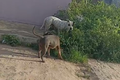 Equipes se mobilizam para capturar cães da raça pitbull soltos no bairro Senador Nilo Coelho