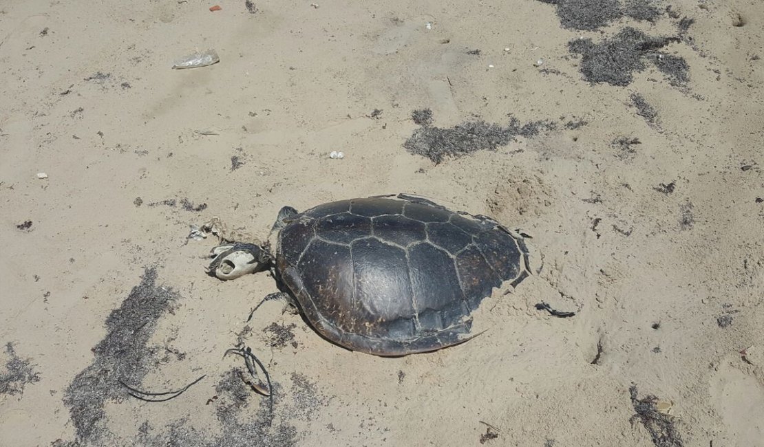 Morte de tartarugas preocupa moradores da praia do Peba, em Piaçabuçu