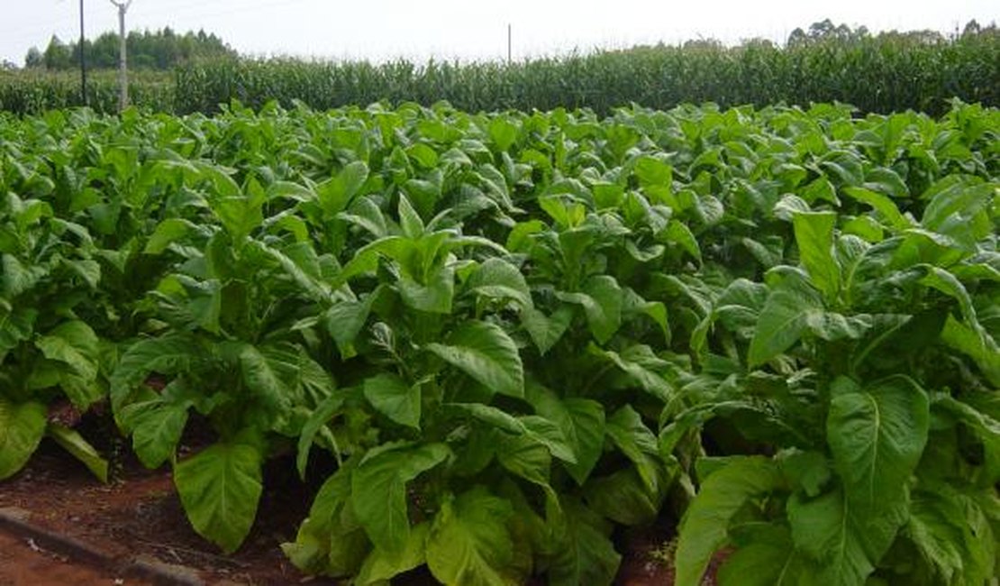 Políticas antifumo impactam cultura do tabaco no Brasil