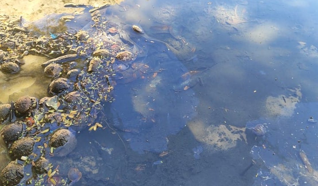 IMA encontra coliformes fecais em praia da Barra de São Miguel