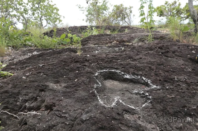 Pesquisa inédita descobre pegadas de dinossauros de mais de 100 milhões de anos na Amazônia