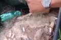 Pescadores lamentam morte de peixes na Lagoa do Pé-Leve, no Agreste de Alagoas