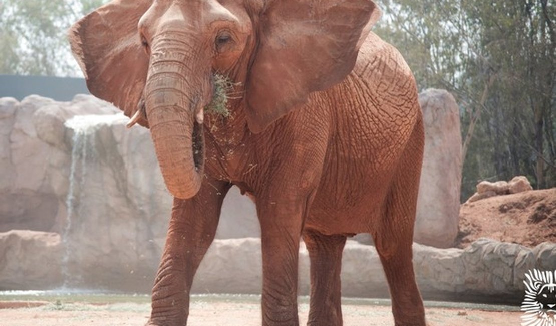 Elefante mata menina de 7 anos em zoológico no Marrocos
