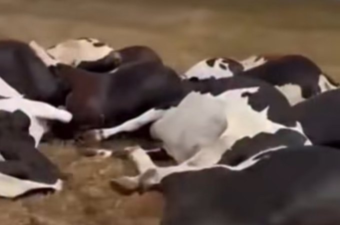 Acidente com fio de alta tensão provoca morte de vacas e causa prejuízo de R$ 300 mil em fazenda alagoana