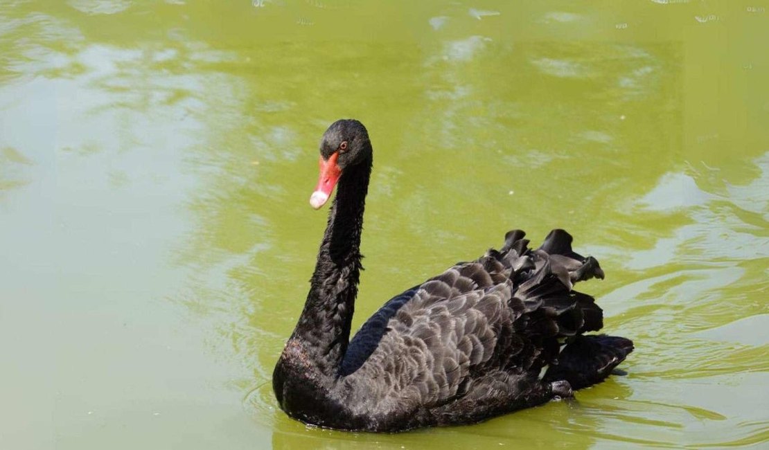 Cisne negro testou positivo para gripe aviária em MG