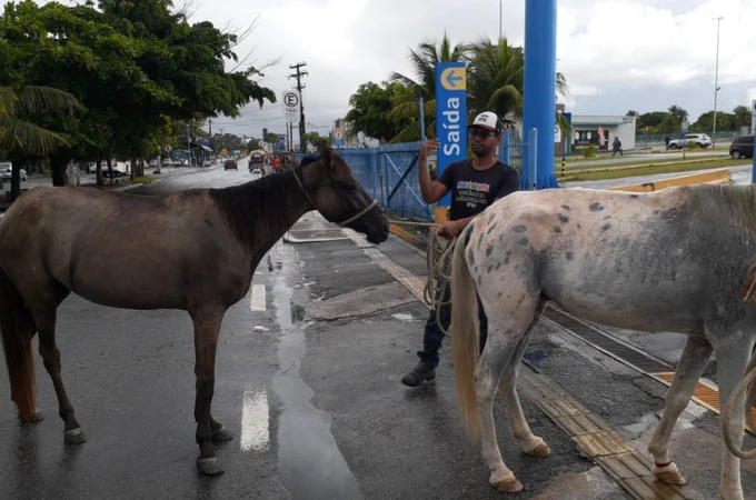 Capturas de animais em via pública é realizada pela Unidade de Controle de Zoonoses em Maceió; veja como solicitar