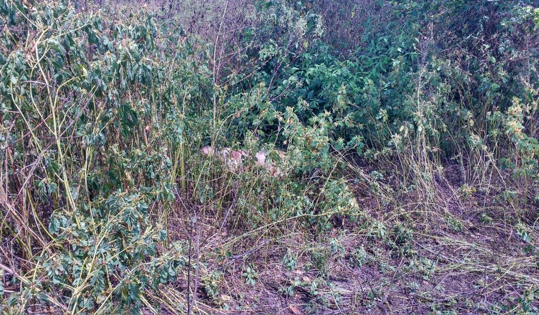 Jovem encontrado morto em Girau do Ponciano é enterrado como indigente