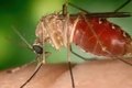 Rio confirma mais duas mortes por febre do Oropouche
