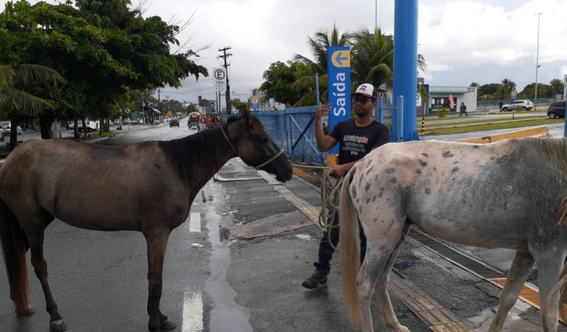 Capturas de animais em via pública é realizada pela Unidade de Controle de Zoonoses em Maceió; veja como solicitar
