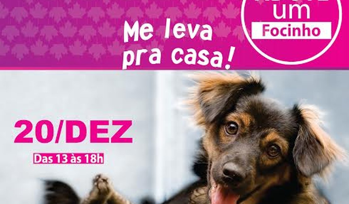 Feira de Adoção de Animais ocorre neste domingo (20), em Arapiraca